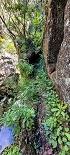 Plants: image 72 Of 208 Thumb